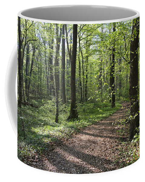 00465681 Coffee Mug featuring the photograph Trail Through Spring Forest Bavaria by Konrad Wothe