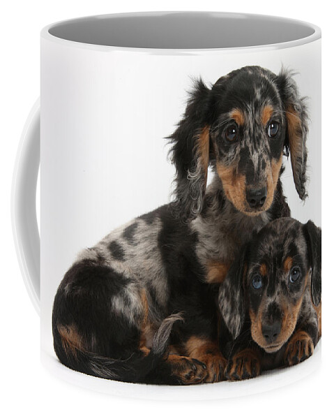 Dachshund Coffee Mug featuring the photograph Tricolor Dachshund Puppies by Mark Taylor