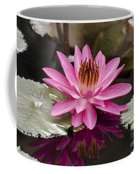Pink Night Blooming Water Lily Coffee Mug featuring the photograph Tropical Night Flowering Water Lily Rose de Noche III by Terri Winkler