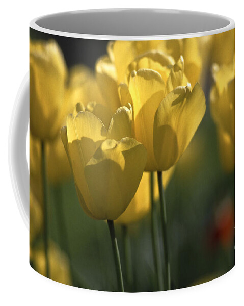 Tulip Coffee Mug featuring the photograph Tulip Bed in Yellow by Heiko Koehrer-Wagner