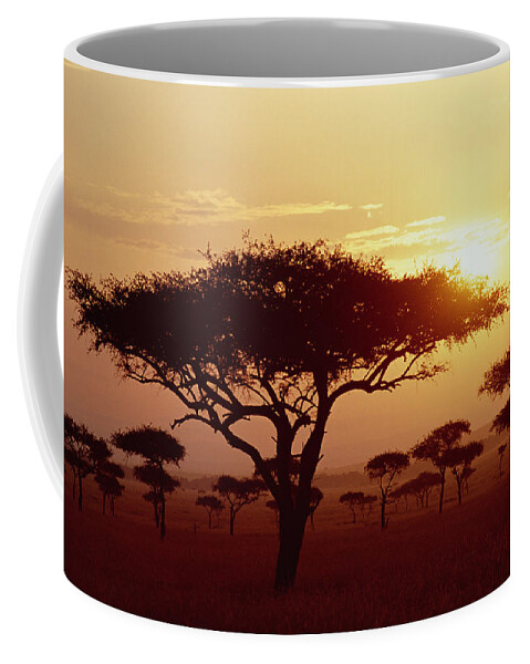 Mp Coffee Mug featuring the photograph Umbrella Thorn Acacia Tortilis Trees by Gerry Ellis