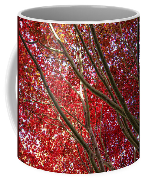 Trees Coffee Mug featuring the photograph Under A Red Canopy by Donna Blackhall