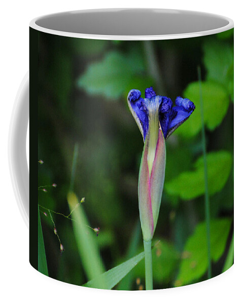 Beautiful Coffee Mug featuring the photograph Unfolding Iris by Jai Johnson
