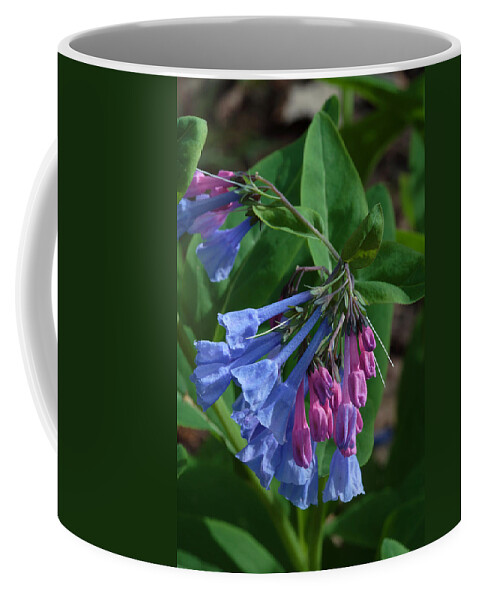 Flower Coffee Mug featuring the photograph Virginia Bluebells by Daniel Reed