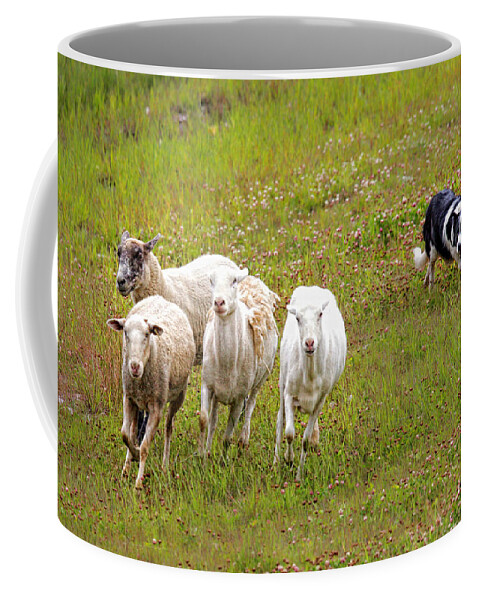 Border Coffee Mug featuring the photograph Wait... not that way by Fred J Lord
