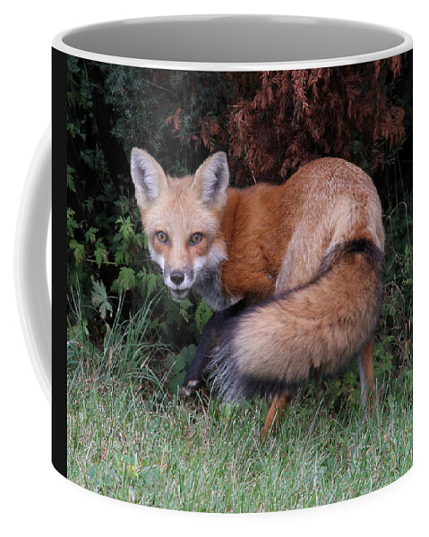 Red Fox Coffee Mug featuring the photograph Wary Fox by Doris Potter