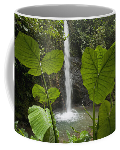 00455594 Coffee Mug featuring the photograph Waterfall In Lowland Tropical Rainforest by Murray Cooper