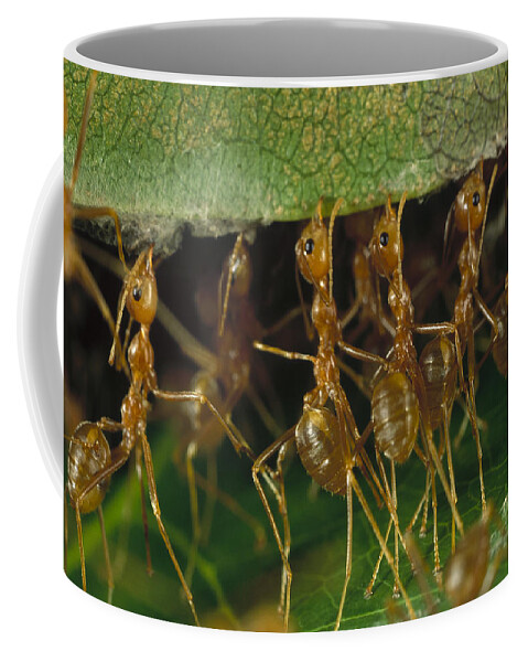 Mp Coffee Mug featuring the photograph Weaver Ant Oecophylla Longinoda Group by Mark Moffett