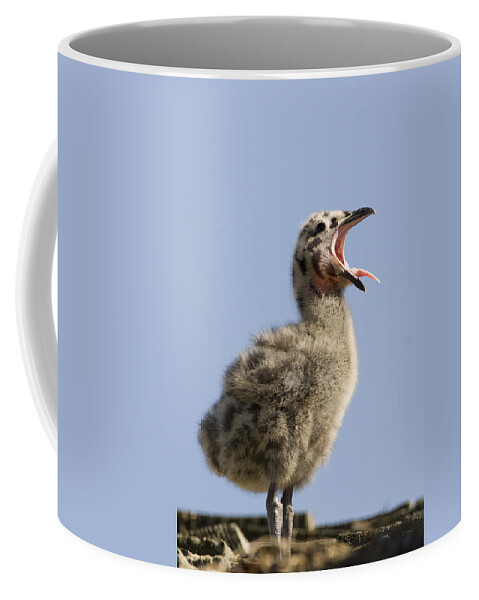 00429728 Coffee Mug featuring the photograph Western Gull Chick Begging For Food by Sebastian Kennerknecht