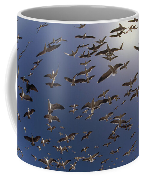 00173354 Coffee Mug featuring the photograph Western Gull Flock Flying North America by Tim Fitzharris