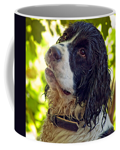 Spaniel Coffee Mug featuring the photograph Wet Puppy by Steve Harrington