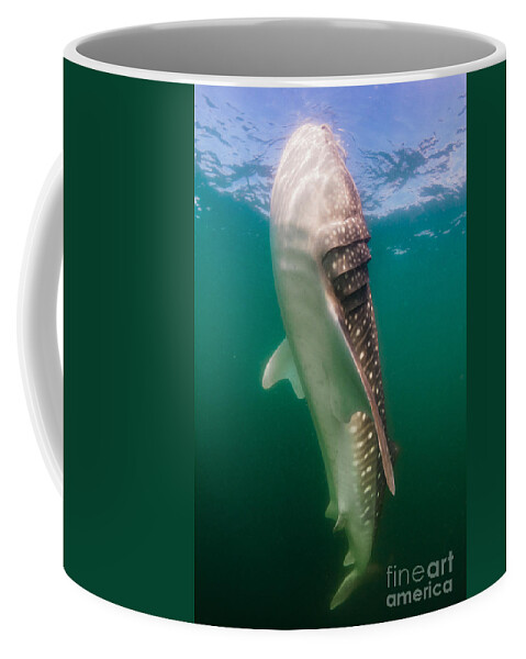 La Paz Coffee Mug featuring the photograph Whale Shark, La Paz, Mexico by Todd Winner