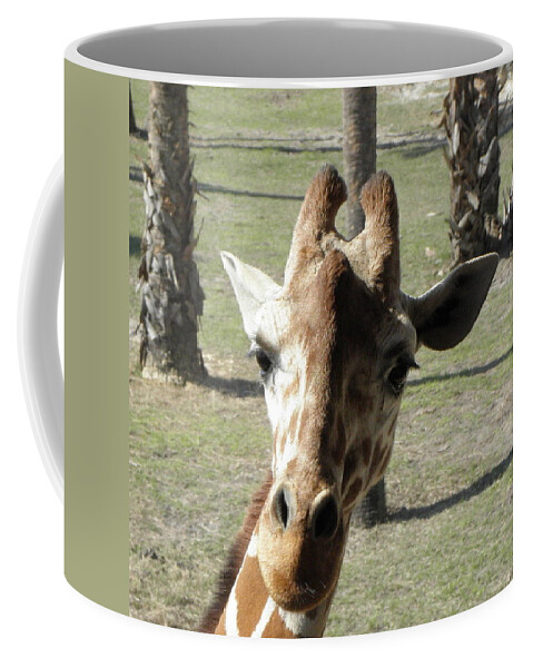 Giraffe Coffee Mug featuring the photograph What Are You Looking At by Kim Galluzzo Wozniak