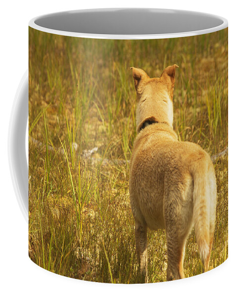 Dog Coffee Mug featuring the photograph What does Maisie See by Belinda Greb