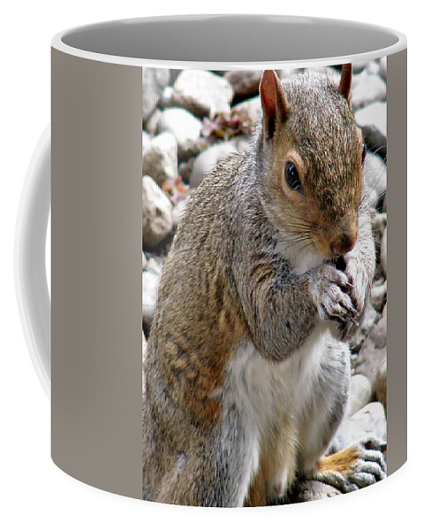 Squirrel Coffee Mug featuring the photograph Where are the Peanuts by Rory Siegel