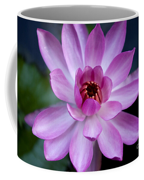  Flower Coffee Mug featuring the photograph Whisper Sweet Nothings by Kerryn Madsen-Pietsch