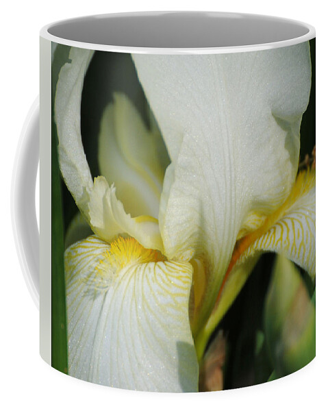 Beautiful Iris Coffee Mug featuring the photograph White Iris by Jai Johnson