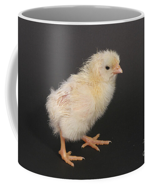 Chicken Coffee Mug featuring the photograph White Leghorn Chick by Ted Kinsman