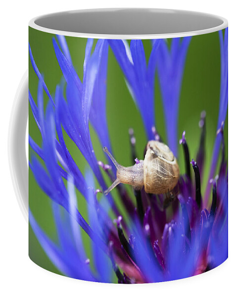 Mp Coffee Mug featuring the photograph White-lipped Grove Snail Cepaea by Konrad Wothe