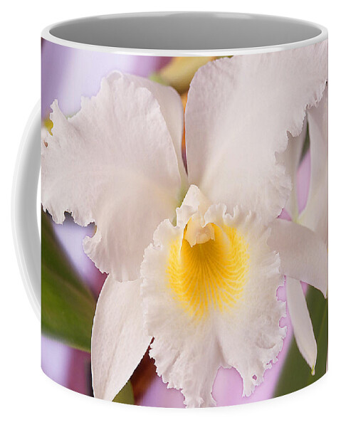 White Flower Coffee Mug featuring the photograph White Orchid by Mike McGlothlen