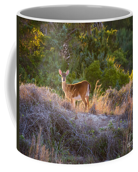 White-tailed Deer Coffee Mug featuring the photograph White-tailed Deer at Sunset by Dawna Moore Photography