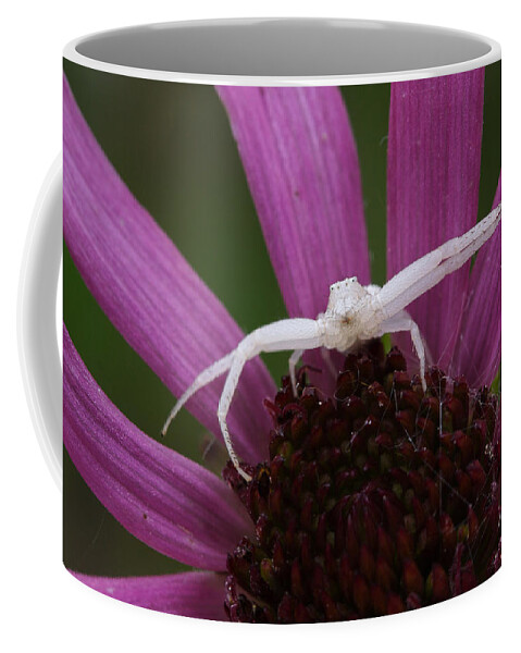 Whitebanded Crab Spider Coffee Mug featuring the photograph Whitebanded Crab Spider On Tennessee Coneflower by Daniel Reed