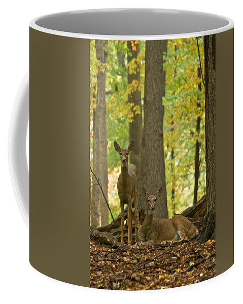 Animals Coffee Mug featuring the photograph Whitetail and Autumn Woods 0158 by Michael Peychich