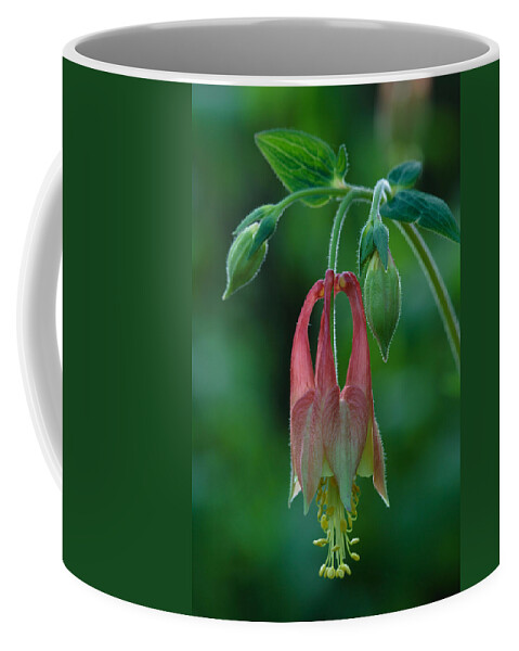 Aquilegia Canadensis Coffee Mug featuring the photograph Wild Columbine Flower by Daniel Reed