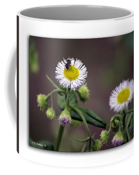 2d Coffee Mug featuring the photograph Wildflower Insect by Brian Wallace