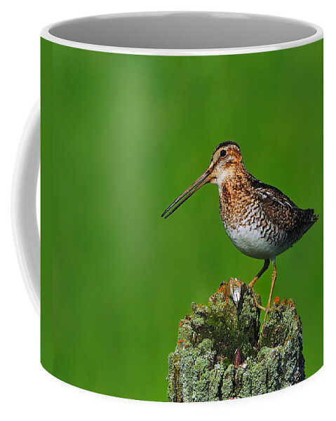 Wilson's Snipe Coffee Mug featuring the photograph Wilson's Snipe by Tony Beck