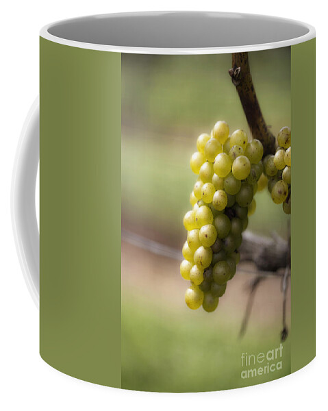 Grapes Coffee Mug featuring the photograph Wine Grapes by Leslie Leda