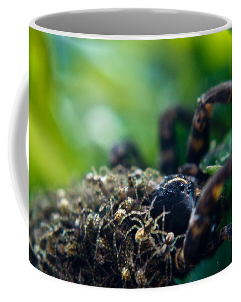 Wolf Coffee Mug featuring the photograph Wolf Spider with Babies 3 by Douglas Barnett