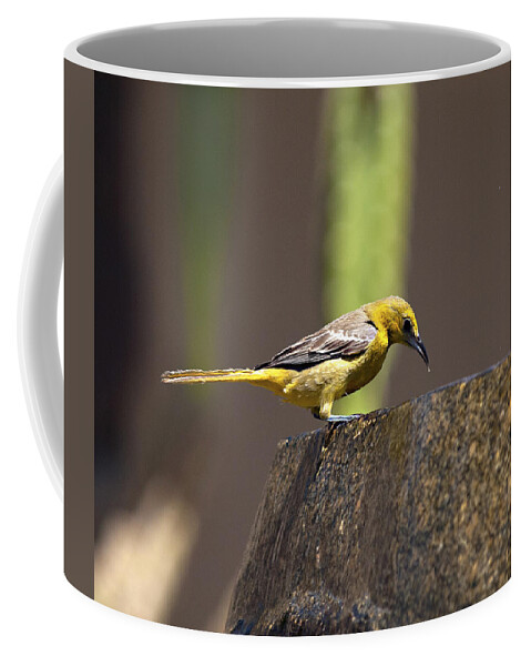 Yellow Birds Coffee Mug featuring the photograph Yellow Bird with Fountain by Joe Schofield