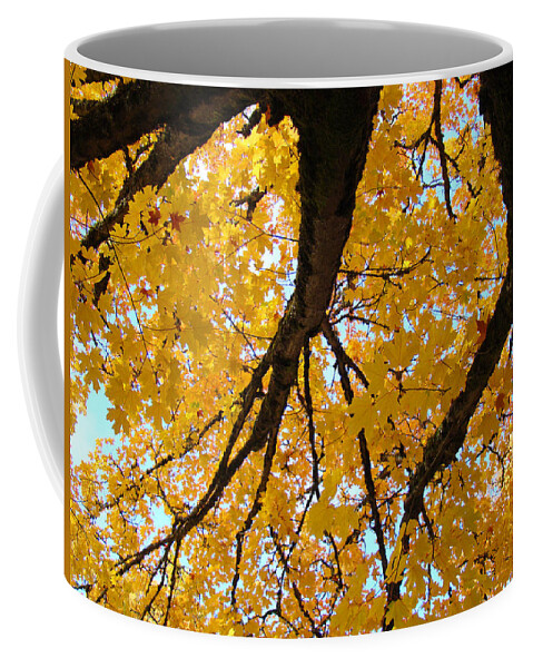 Autumn Coffee Mug featuring the photograph Yellow Fall Trees prints Autumn Leaves by Patti Baslee