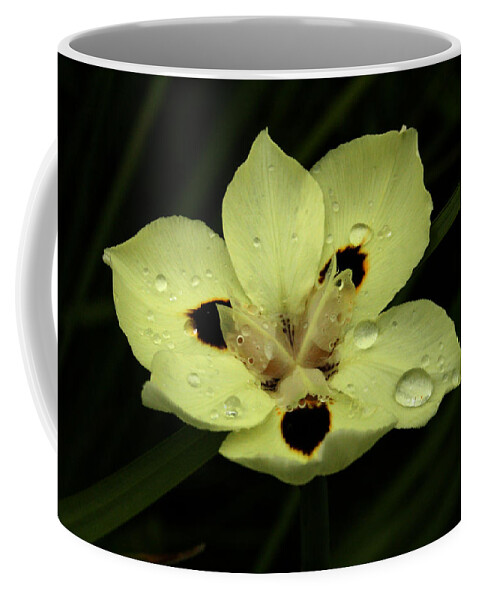 Prints Coffee Mug featuring the photograph Yellow Iris with Rain Drops by Jennifer Bright Burr