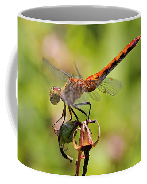 Dragonfly Coffee Mug featuring the photograph Yellow-Legged Meadowhawk by Juergen Roth
