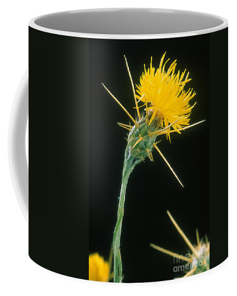 Yellow Starthistle Coffee Mug featuring the photograph Yellow Starthistle by Science Source