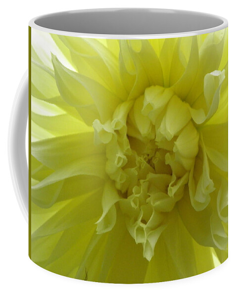 Yellow Coffee Mug featuring the photograph Yellow Sunshine by Kim Galluzzo Wozniak