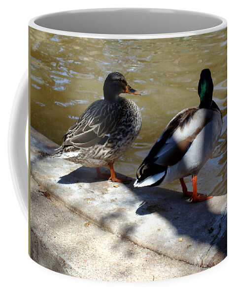 Duck Coffee Mug featuring the photograph You First by David G Paul