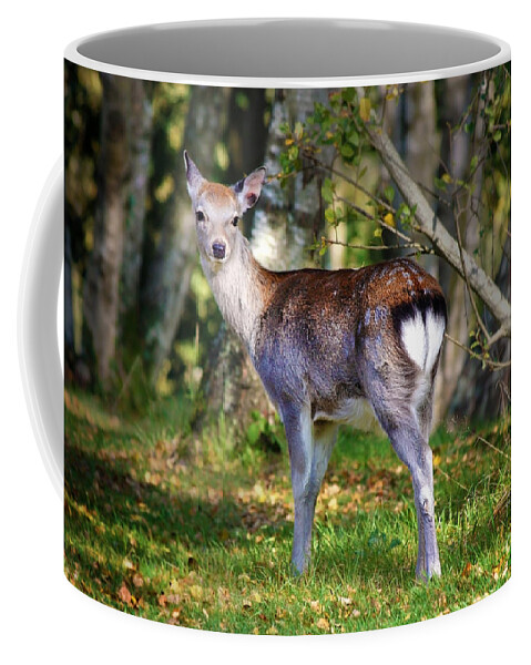 Young Deer In The Wild Coffee Mug featuring the photograph Young deer in the wild by Simon Bratt
