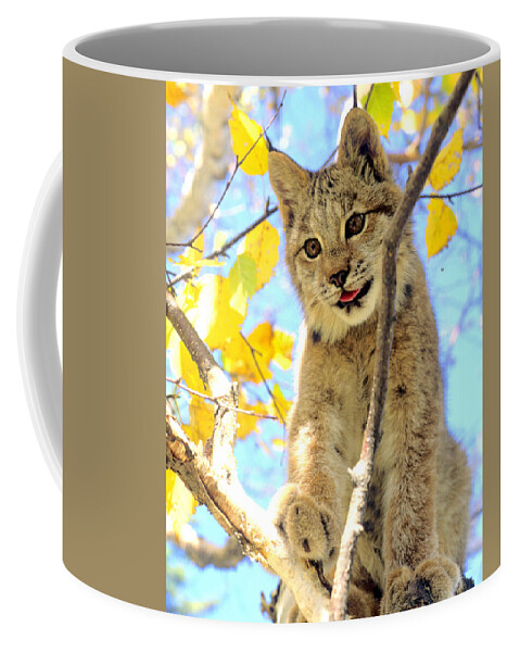 Lynx Coffee Mug featuring the photograph Young Lynx in a Tree by Larry Allan