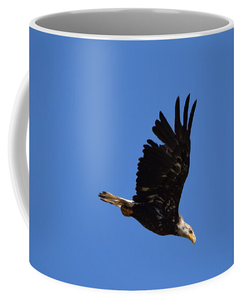 Bald Eagle Juvenile Coffee Mug featuring the photograph Bald Eagle Juvenile Burgess Res CO by Margarethe Binkley