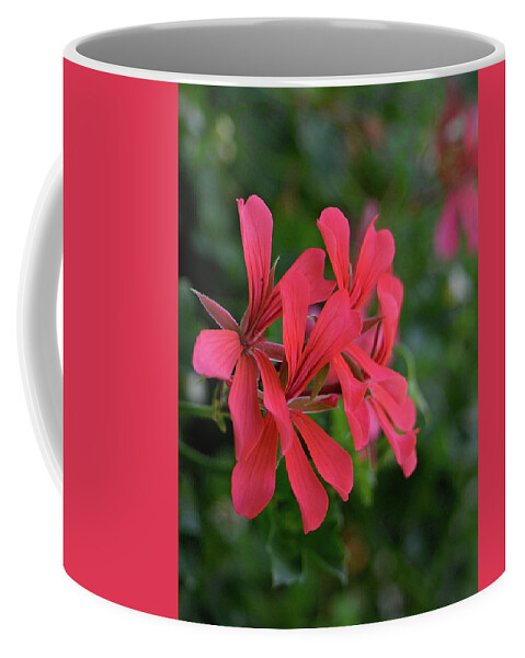 Pink Coffee Mug featuring the photograph A Little Pink #1 by Karen Harrison Brown