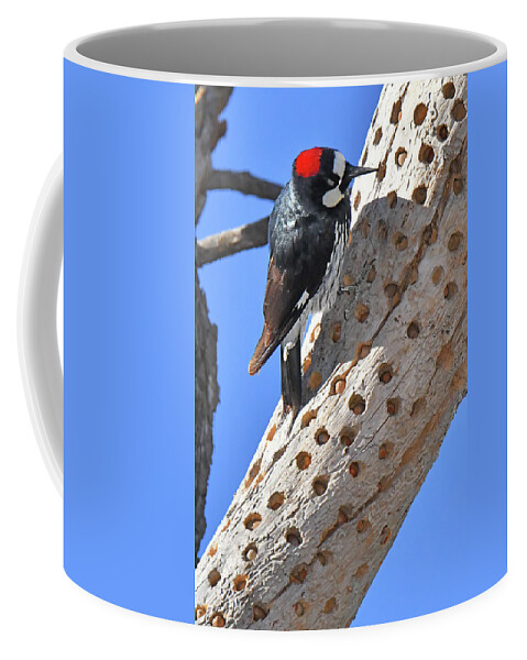 Bird Coffee Mug featuring the photograph Acorn Woodpecker #1 by Alan Lenk