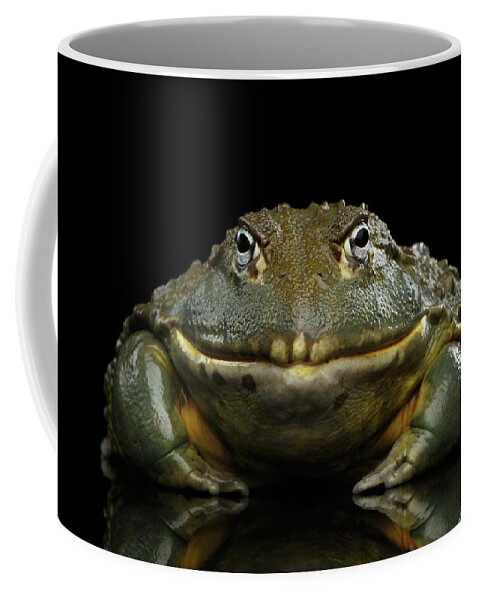 Frog Coffee Mug featuring the photograph African bullfrog Pyxicephalus adspersus Frog isolated on Black Background #2 by Sergey Taran