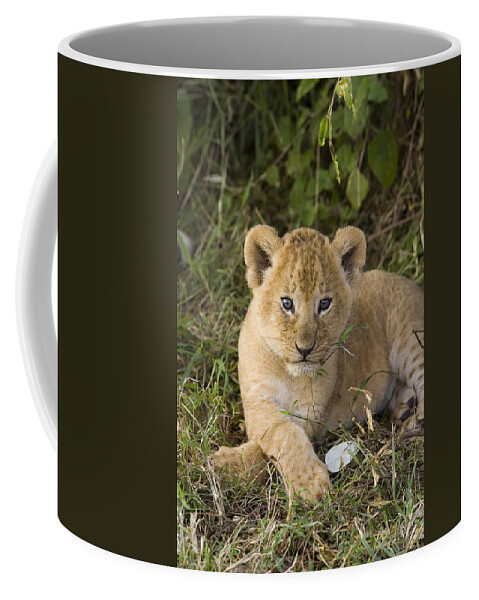 00761263 Coffee Mug featuring the photograph African Lion 5 Week Old Cub Masai Mara #1 by Suzi Eszterhas