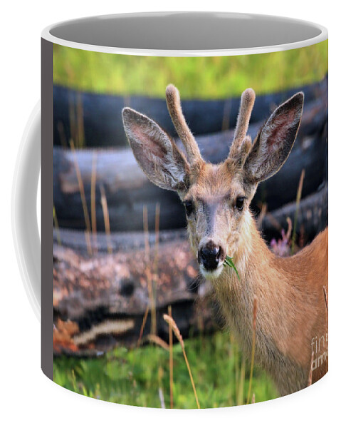 Deer Coffee Mug featuring the photograph After the Fire #1 by Roxie Crouch