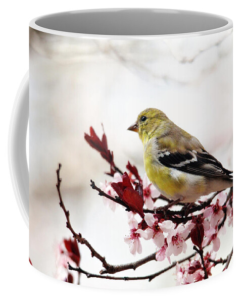 Birds Coffee Mug featuring the photograph American Goldfinch in Spring by Trina Ansel