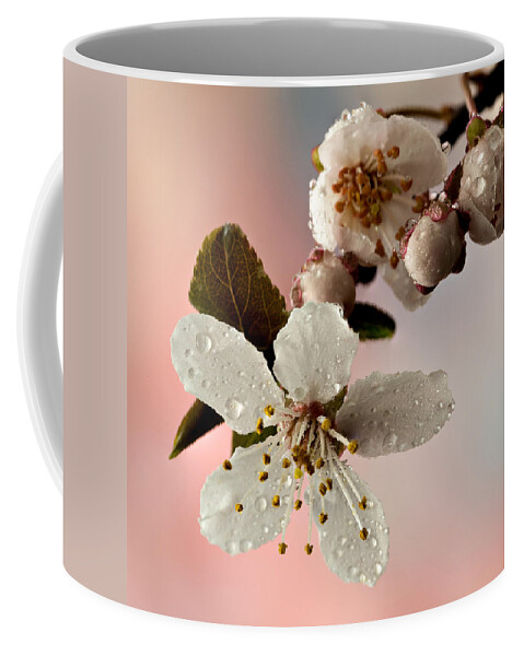 Anther Coffee Mug featuring the photograph Announcing Spring #1 by Mary Jo Allen