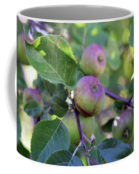 Apples Coffee Mug featuring the photograph Apples #2 by Linda L Brobeck